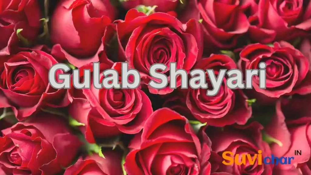 Gulab Shayari