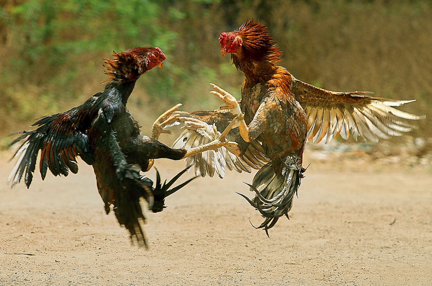 Cockfighting Iwin68 ignites a world of adrenaline and strategic excitement