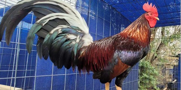 Tactical awareness makes these birds formidable opponents