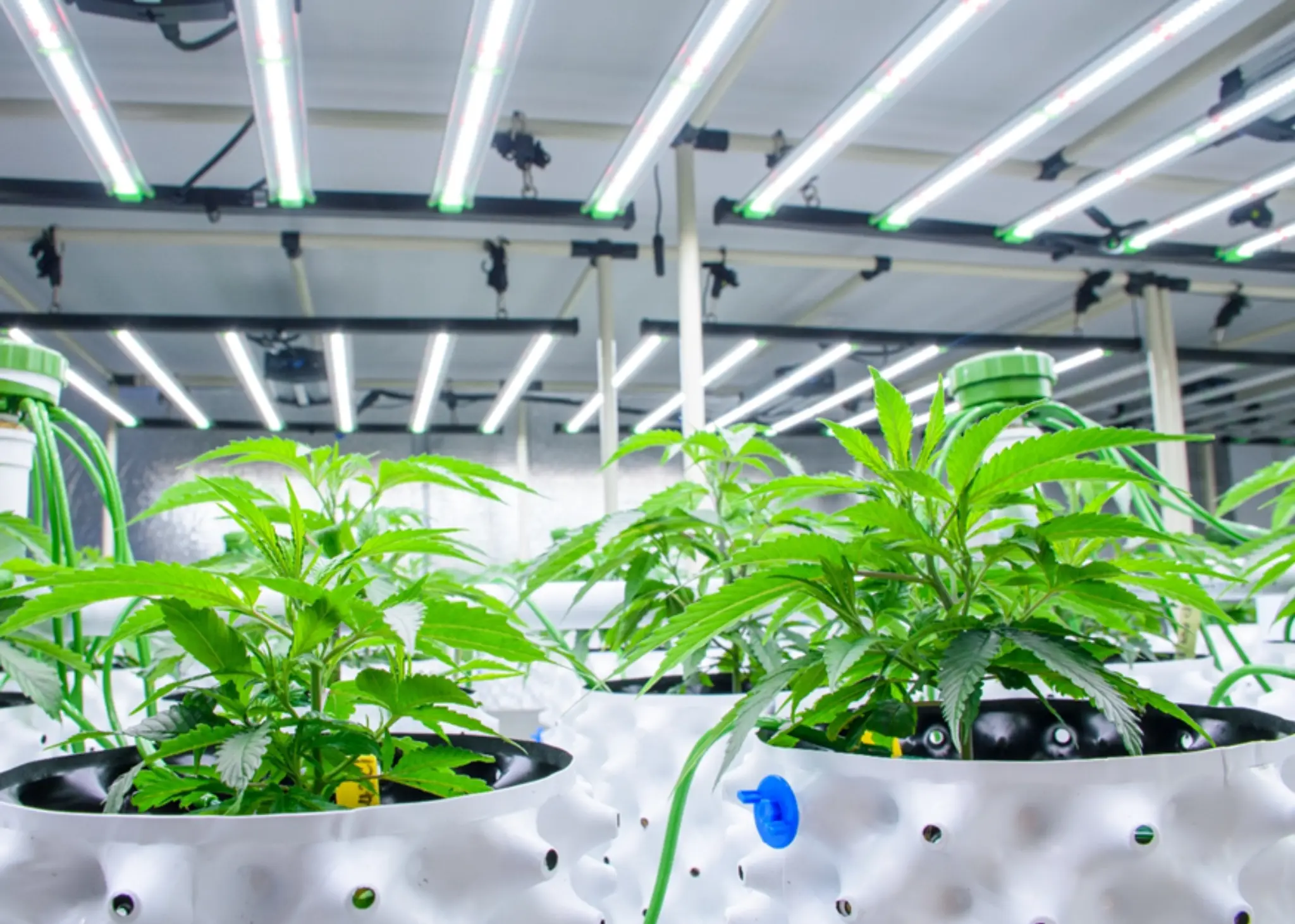 7 Best Hydroponic Nutrients for Cannabis Growers Who Want Bigger, Cleaner Harvests